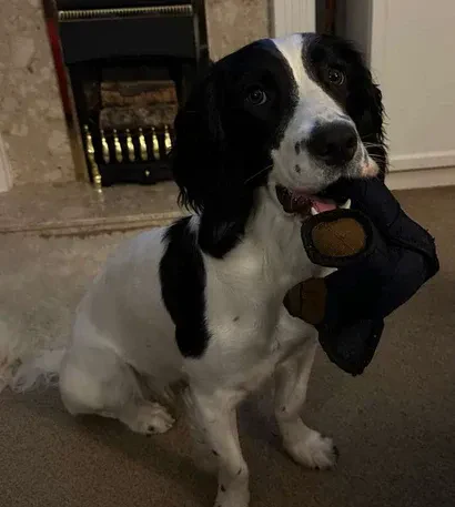 2025 New Unbreak-Bear™ For Heavy Chewers - Image 8