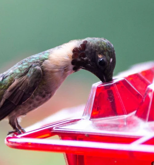 💥Last Day Sale 50% OFF🎁 Hanging Outdoor Hummingbird Feeder🐦 - Image 9